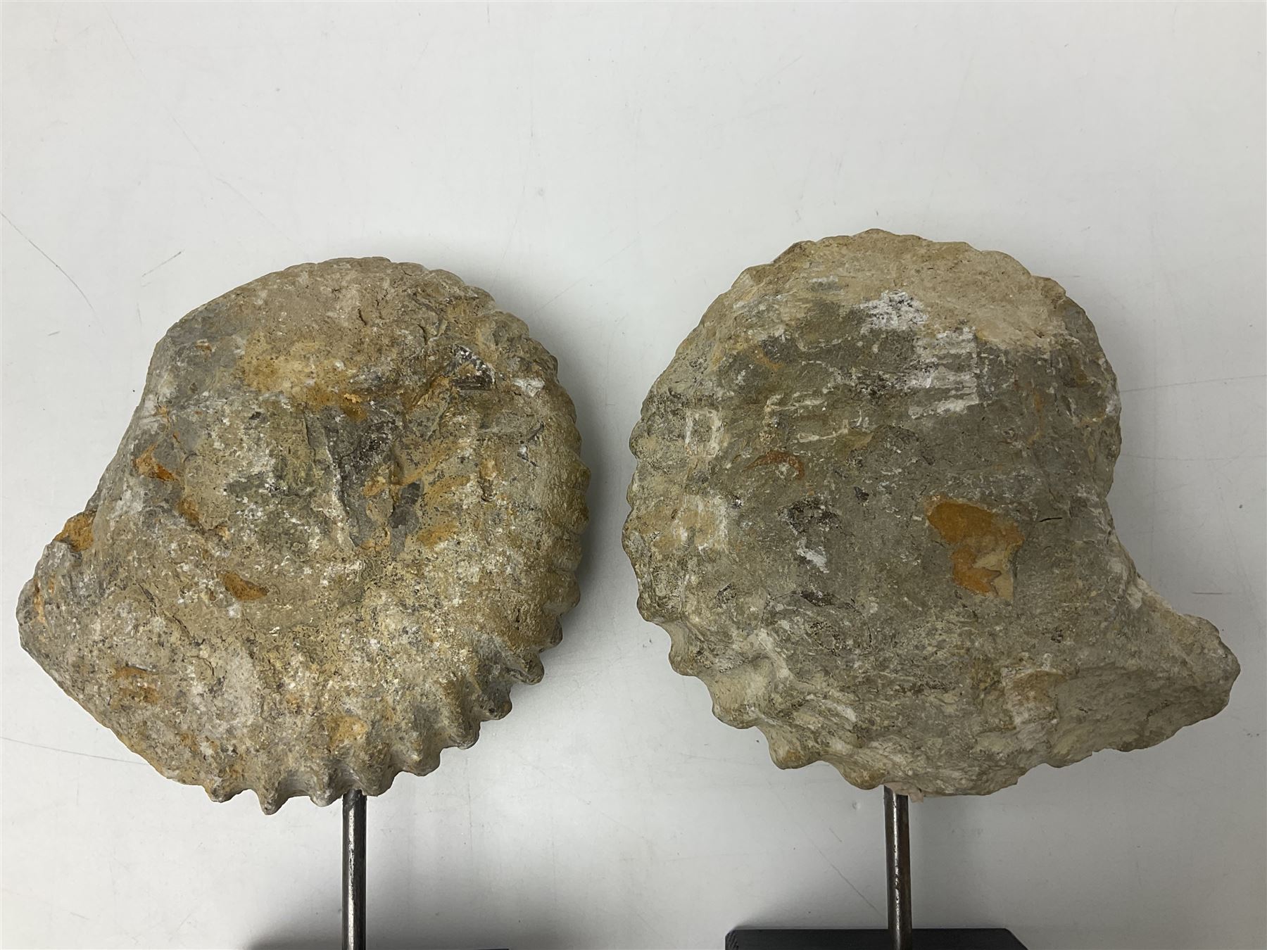 Pair of ammonite fossils, each individually mounted upon a rectangular wooden base, age; Cretaceous period, location; Morocco, H19cm