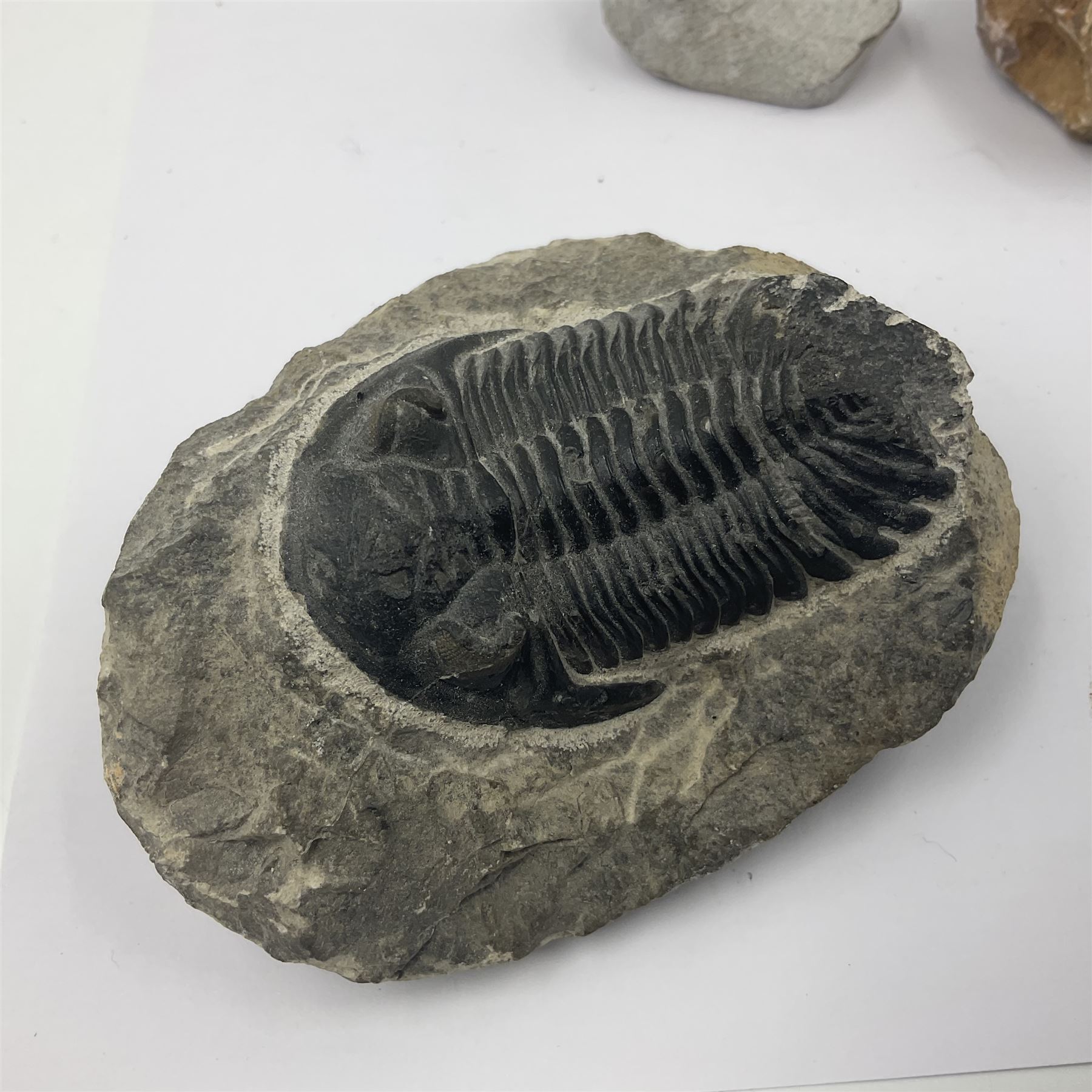 Dragonfly larvae (Libellula doris), together with four Mosasaur teeth, four trilobites (Crotalocephalina gibba) and one other tooth