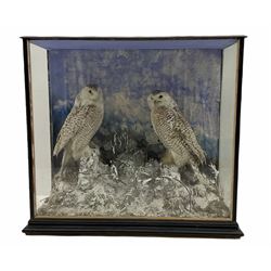 Taxidermy: Victorian cased pair of snowy owls (Bubo scandiacus), male and female full mounts, on a naturalistic winter setting with snow covered tree stumps and blue sky painted background, encased within an ebonised three pane display case, with taxidermy paper label verso detailed C. Helstrip, York, 1879, H105cm, W109, D40.5cm