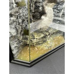 Taxidermy: Cased Little Auk (Alle alle), immature full mount, stood upon a painted faux rock ledge,the backdrop as a cliff with moss, enclosed within a ebonised angled four-glass display case, H32cm