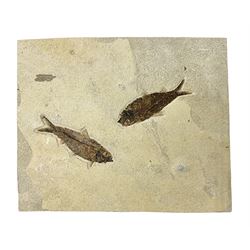 Two fossilised fish (Knightia alta) in a single matrix, age; Eocene period, location; Green River Formation, Wyoming, USA, matrix H25cm, L31cm