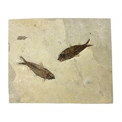  Two fossilised fish (Knightia alta) in a single matrix, age; Eocene period, location; Green River Formation, Wyoming, USA, matrix H25cm, L31cm