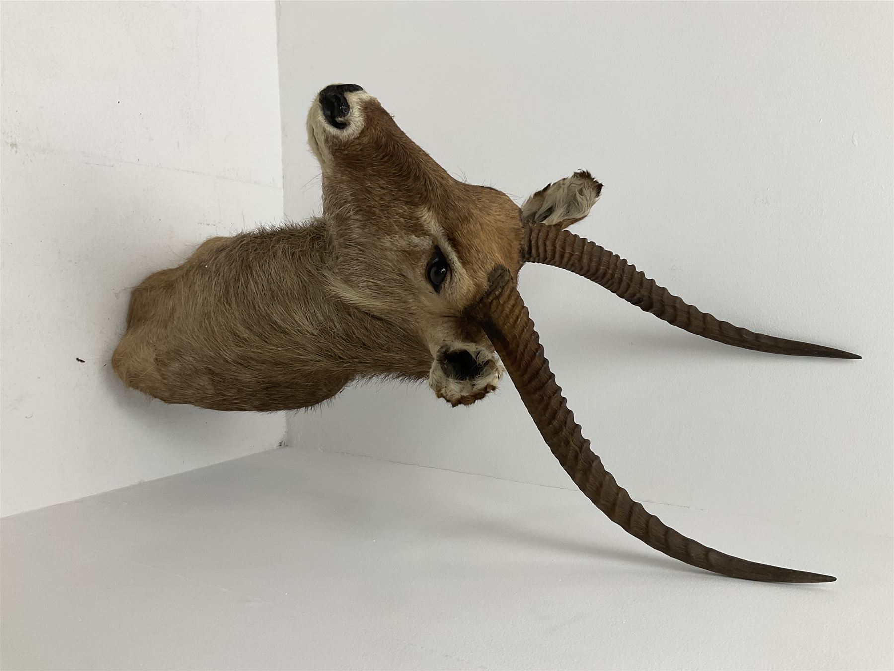 Taxidermy: East African Ellipsen Waterbuck (Kobus ellipsiprymnus), adult male shoulder mount looking straight ahead, approximately H120cm