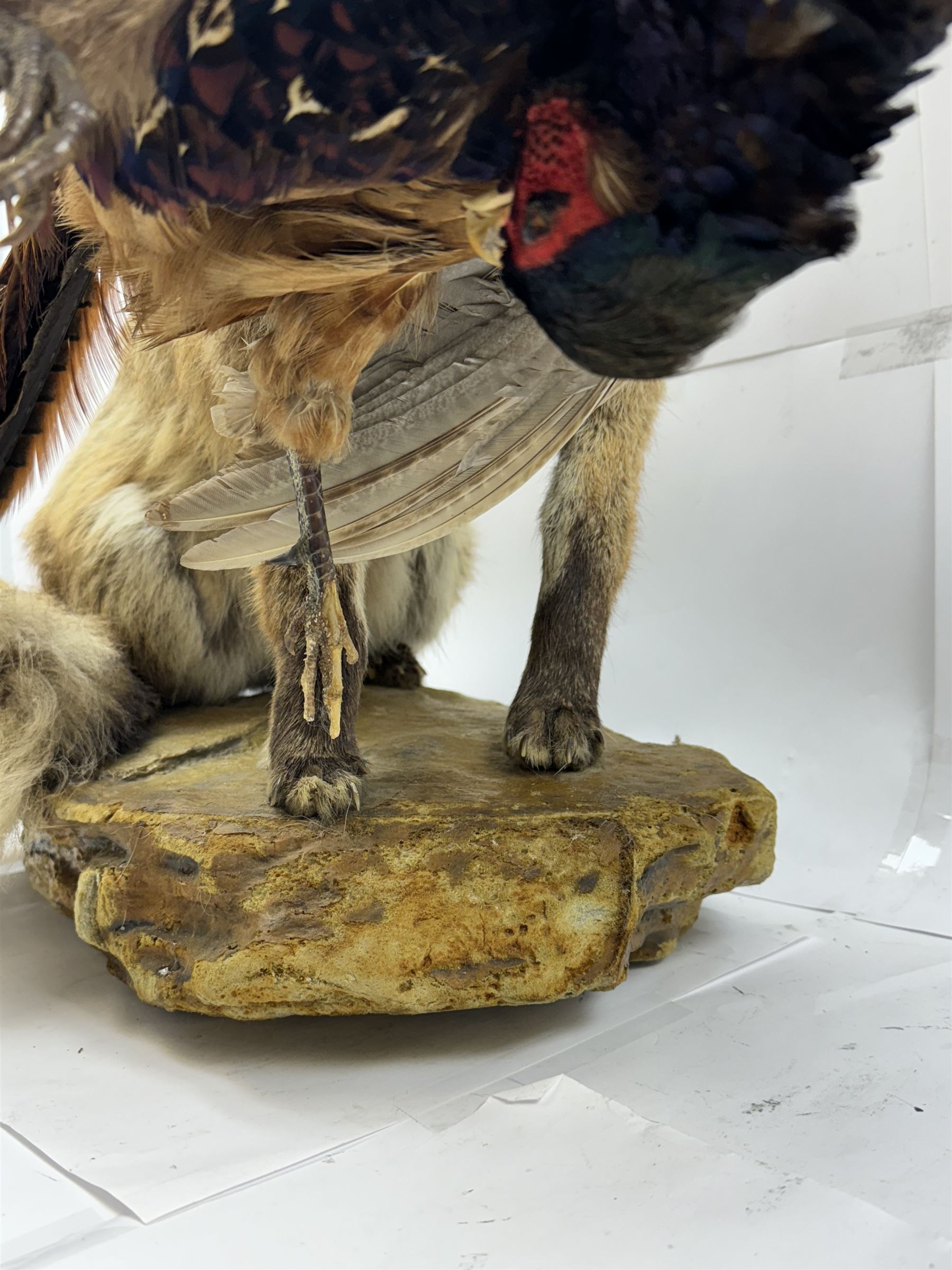 Taxidermy: Red Fox (Vulpes vulpes) with cock pheasant (Phasianus colchicus), open display upon a rocky base, H51cm