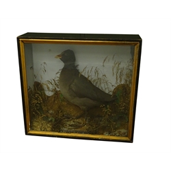  Taxidermy - Victorian cased Coot within naturalistic setting, in black painted and glazed case, W44cm, H40cm, D14cm  