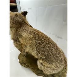 Taxidermy: Red Fox (Vulpes vulpes) with cock pheasant (Phasianus colchicus), open display upon a rocky base, H51cm