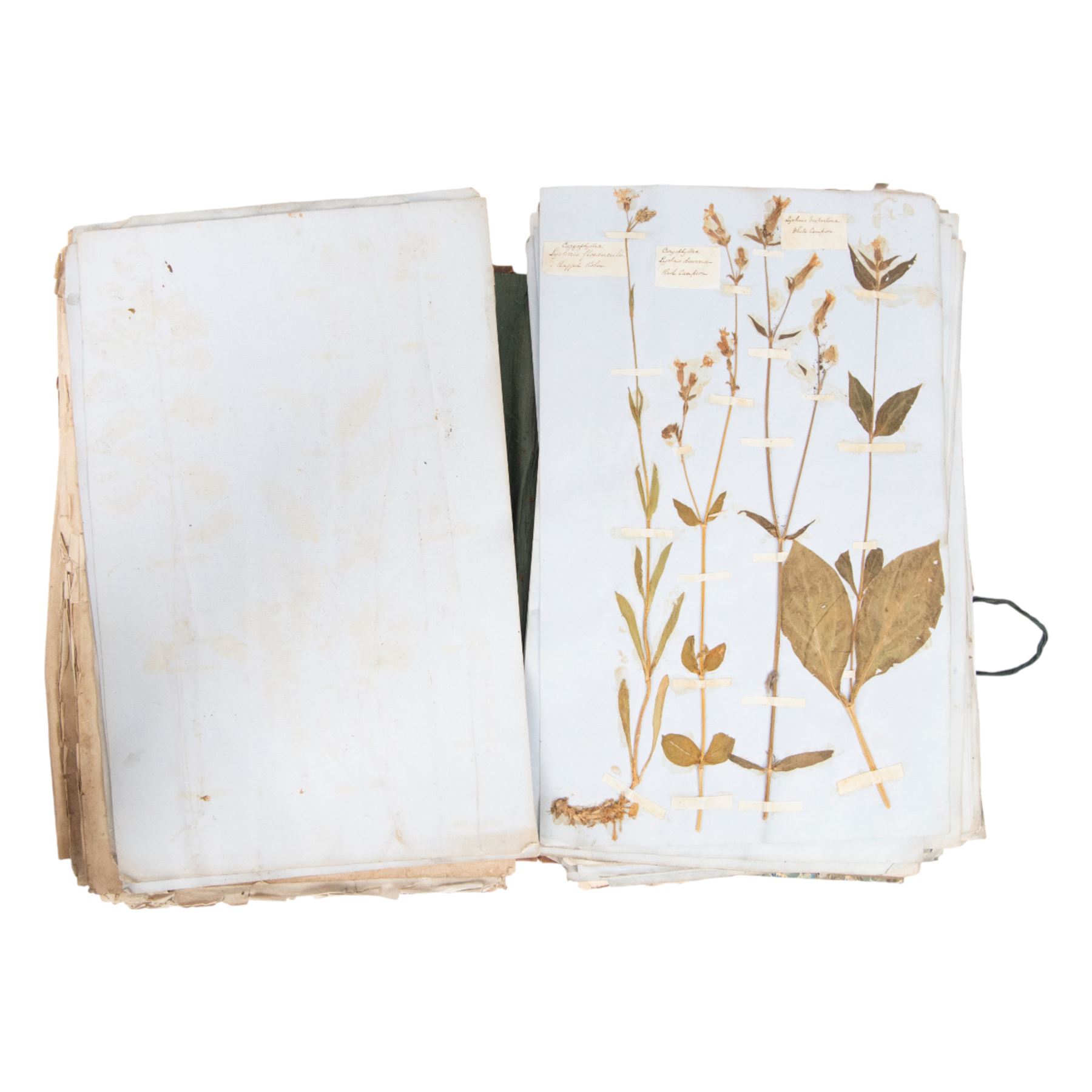 A Thorburn framed print of Razorbill, together with a Victorian book of pressed flowers, W.E Kirby Butterflies and Moths, George Henslow How to Study Wild Flowers etc