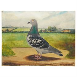 C H Wadsworth (British Early 20th century): Portrait of Champion Racing Pigeons - Messers Watton 'National Winner' & 'Shrubb', pair oils on board signed inscribed and dated 1910 & 1912, respectively 31cm x 41cm (2)
Notes: inscribed 'National Winner - 1st Northern section Bournemouth YB 1908' & 'Shrubb - 1st Banbury YD also SPL photo in oils Featherstone & Purston HS season 1912'
