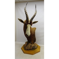  Taxidermy - African Blesbok shoulder mount with head turning sharply to the left, mounted on faux rock base on oak octagonal plinth, H109cm   
