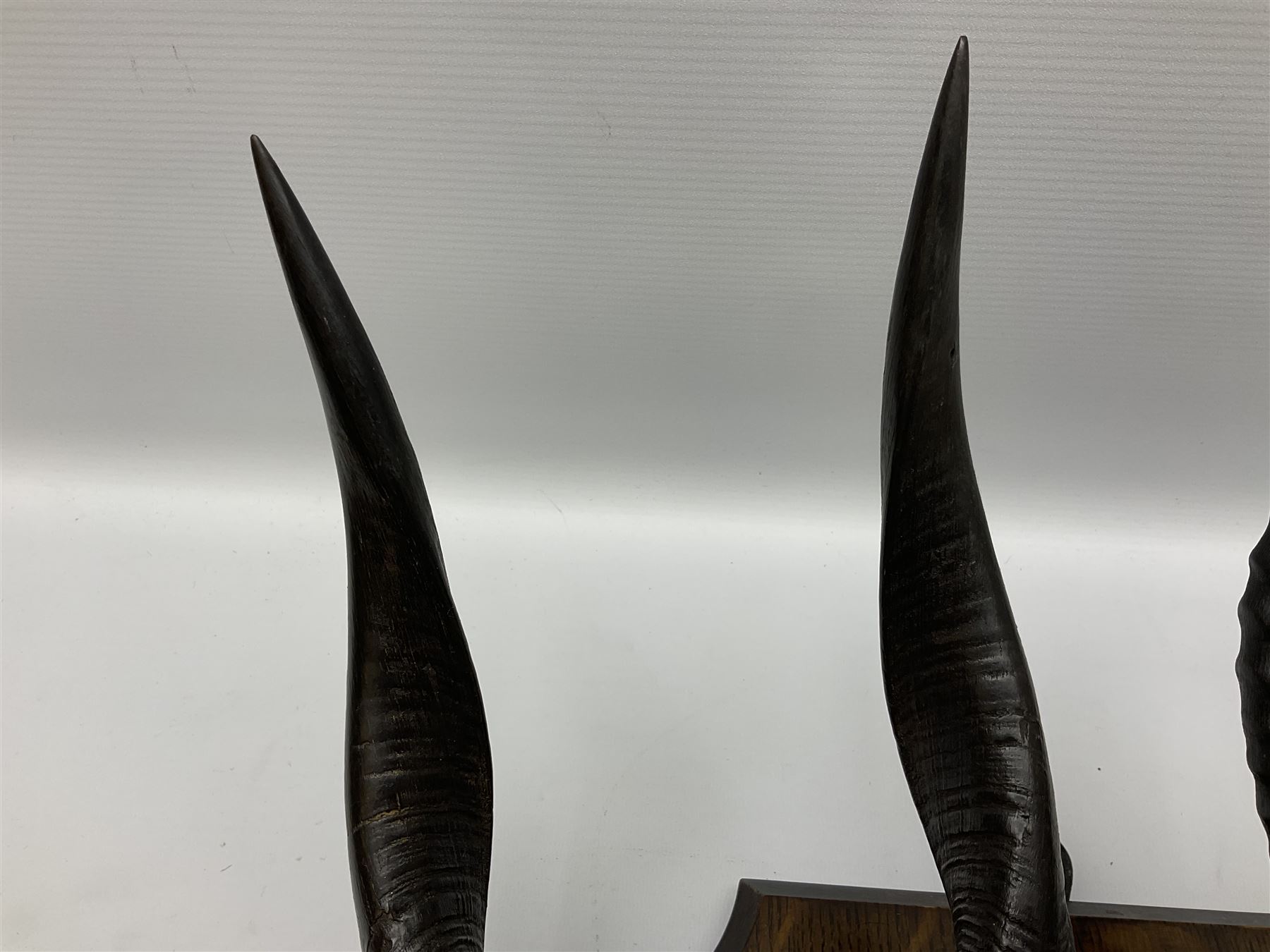 Antlers/horns; Bushbuck (Tragelaphus sylvaticus),  Duiker Buck (Sylvicapra grimmia) and Springbok (Antidorcas marsupialis), three pairs of adult antlers upon an oak shield, shield H38cm 
