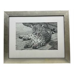 Clive Meredith (British Contemporary): 'Solitary Hunter - Persian Leopard', limited edition print signedand numbered 71/595, 29cm x 44cm 
