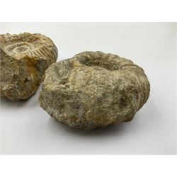 Pair of limestone Ammonite fossils, age; Cretaceous period, location; Morocco, D10cm