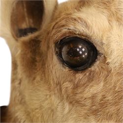 Taxidermy - Alpine Chamois (Rupicapra rupicapra), adult male shoulder mount with head facing front, mounted on wooden shield, H64cm