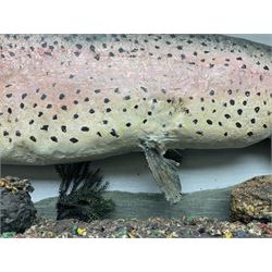 Taxidermy: Rainbow trout (Oncorchynchus mykiss), skin mount set above a pebbled river bed with reeds and grasses, set against blue painted back drop, H34cm, L88cm