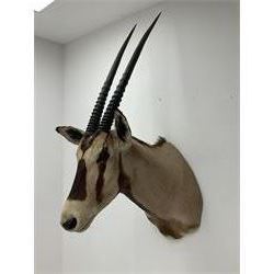 Taxidermy: Beisa Oryx (Oryx beisa beisa), adult male shoulder mount looking straight ahead, approximately H120cm