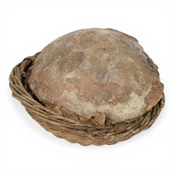 Dendroolithus sp (Hadrosaur) dinosaur egg age; Cretaceous period, location Gobi desert, Mongolia, L20cm