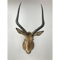Taxidermy: Common Impala (Aepyceros melampus), adult male shoulder mount looking straight ahead, approximately H90cm