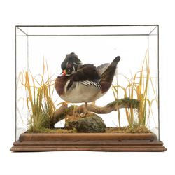 Taxidermy: Carolina Wood Duck (Aix sponsa), full drake mount, stood upon a tree stump cove...