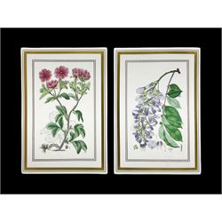 Two Royal Worcester Botanical Studies wall plaques, Wistaria and Potentilla, H26cm