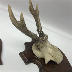 Antlers/Horns: Roe Deer (Capreolus capreolus) ten pairs of roe deer antlers mounted upon wooden shields, shield H19cm 