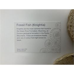 Four fossilised fish (Knightia alta) each in an individual matrix; age; Eocene period, location; Green River Formation, Wyoming, USA, largest matrix H8cm, L10cm
