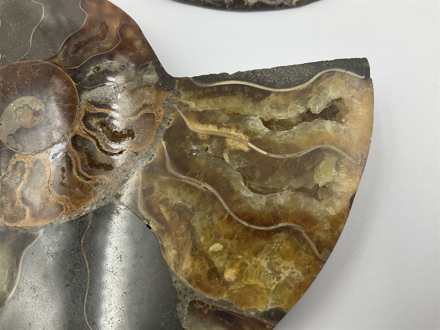 Two ammonite fossil slices, with polished finish, age: Cretaceous period, location: Madagascar, D12cm
