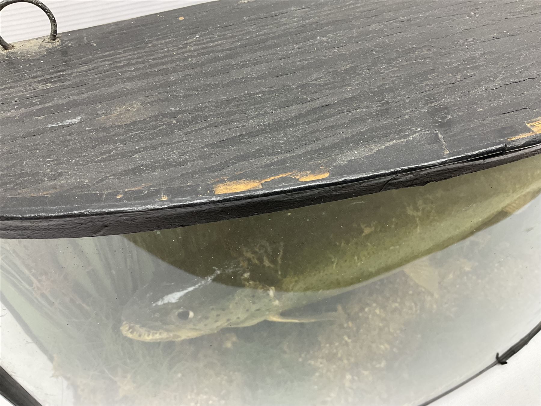 Taxidermy: Brown trout (Salmo trutta), skin mount set above a pebbled river bed with reeds and ferns, against blue painted back drop, enclosed within an ebonised bow-front display case, with 'Costa Beck May 27th 1911, Weight 2 1/2lbs', inscribed to the glass, H34cm, L58cm 