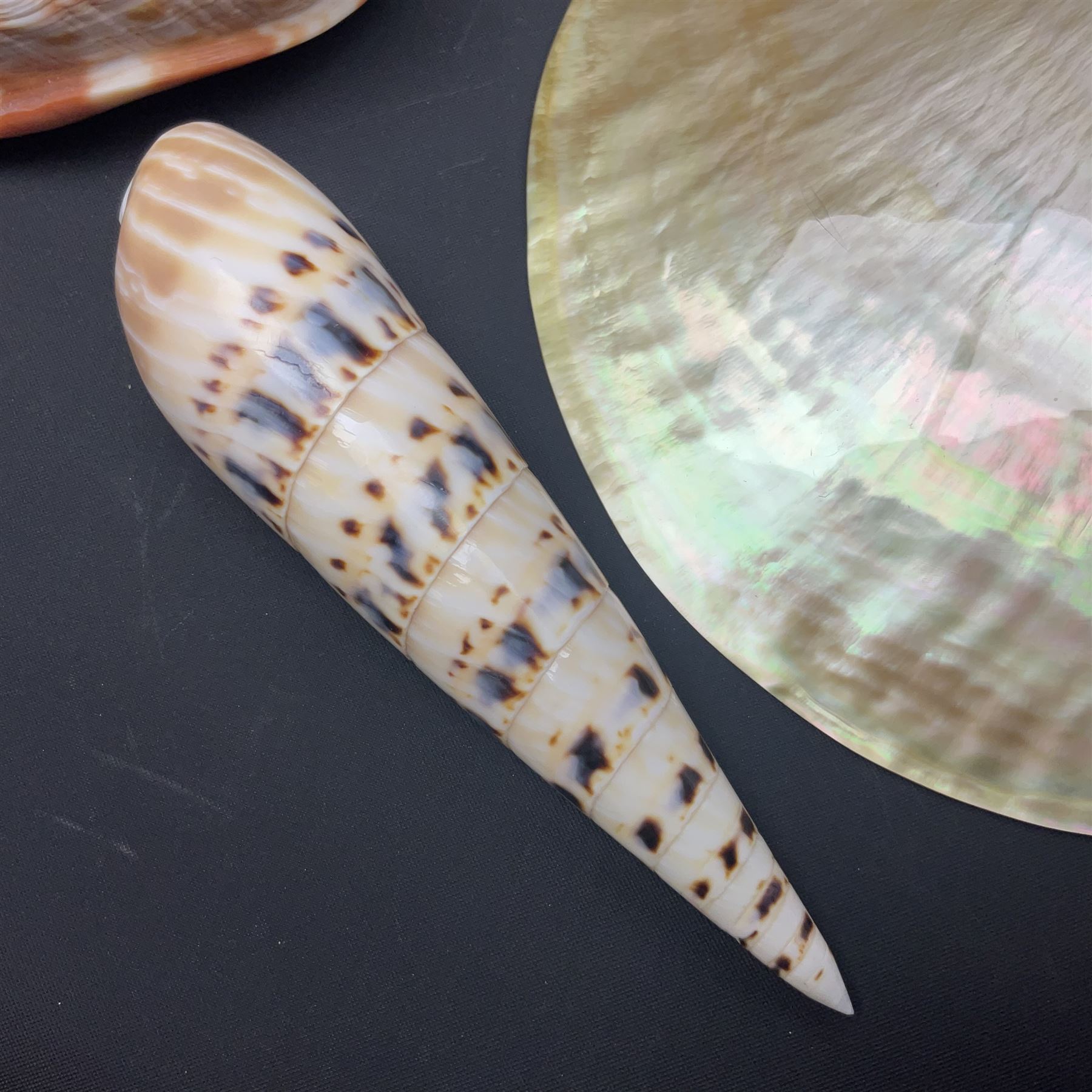 Conchology: selection of shells, including gold pearl oyster shell, mother of pearl turbo marmaratus shell, Cypraecassis Rufa red helmet shell, Mitre shell, Paua shell and others, largest D19cm
