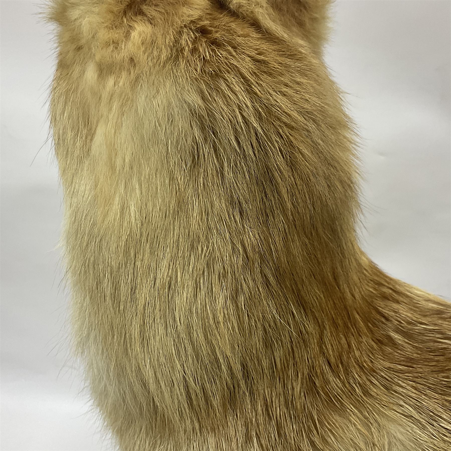 Taxidermy: European Red Fox (Vulpes vulpes), full mount adult on open display with standing alert with ears forward front paw raised, upon a naturalist base, H62cm, L78cm