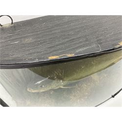 Taxidermy: Brown trout (Salmo trutta), skin mount set above a pebbled river bed with reeds and ferns, against blue painted back drop, enclosed within an ebonised bow-front display case, with 'Costa Beck May 27th 1911, Weight 2 1/2lbs', inscribed to the glass, H34cm, L58cm 