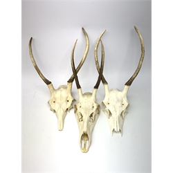 Three red deer skulls with single point 