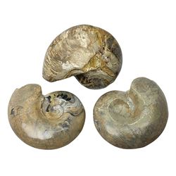 Two polished goniatites, age Devonian period, location Morocco and one polished Nautilus, age Devonian period, location Madagascar, largest D10cm  