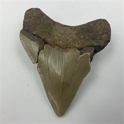 Megalodon (Otodus megalodon) tooth fossil, age; Miocene period, H6cm, W6cm