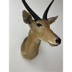 Taxidermy: South African common reedbuck (Redunca Arundinum) male, high quality shoulder mount looking straight ahead, H87cm W38.5 at widest point.  