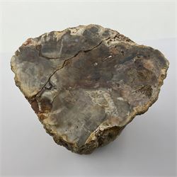 Petrified wood tree branch, sliced in cross-section and polished to one side to reveal an array of colours, with textured edge, H14cm, D9cm