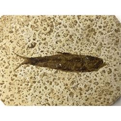 Four fossilised fish (Knightia alta) each in an individual matrix; age; Eocene period, location; Green River Formation, Wyoming, USA, largest matrix H8cm, L10cm
