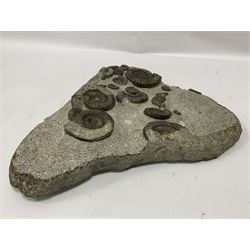 Ammonite multi-block fossil, comprising Arnioceras semicostatum, age; Jurassic period, location; Tunstall, Holderness coast, H30cm, L30cm 
