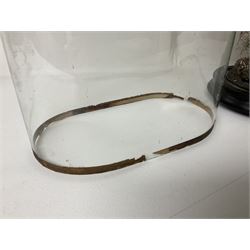 Taxidermy: Victorian cased Red Squirrel (Sciurus vulgaris), full mount holding a hazelnut, upon naturalistic ground, enclosed beneath a period oval glass dome with ebonised base, raised upon four bun feet H44cm D15cm W24cm