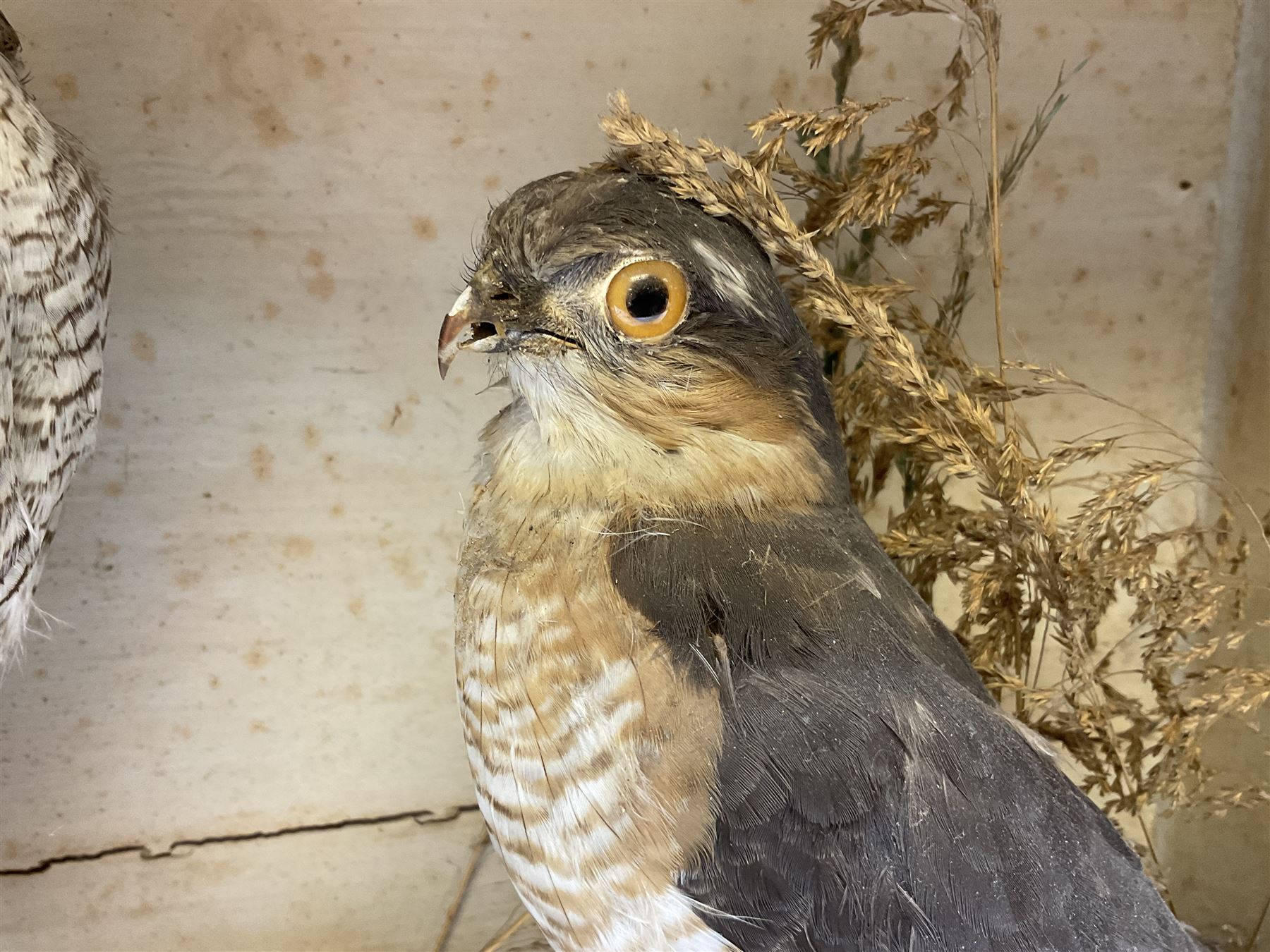 Taxidermy; Victorian cased pair of Sparrowhawks (Accipiter nisus), male and female full mounts, on a naturalistic setting, encased within an ebonised single pane display case, H40, W47cm, D19.5cm
