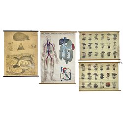 Four Dutch educational wall hangings, the posters to include Van Goor's Anatomische Wandplaten and two Uitgave N.V. W.J Thieme & Cie examples depicting various mushrooms and fungi, largest approx 103cm