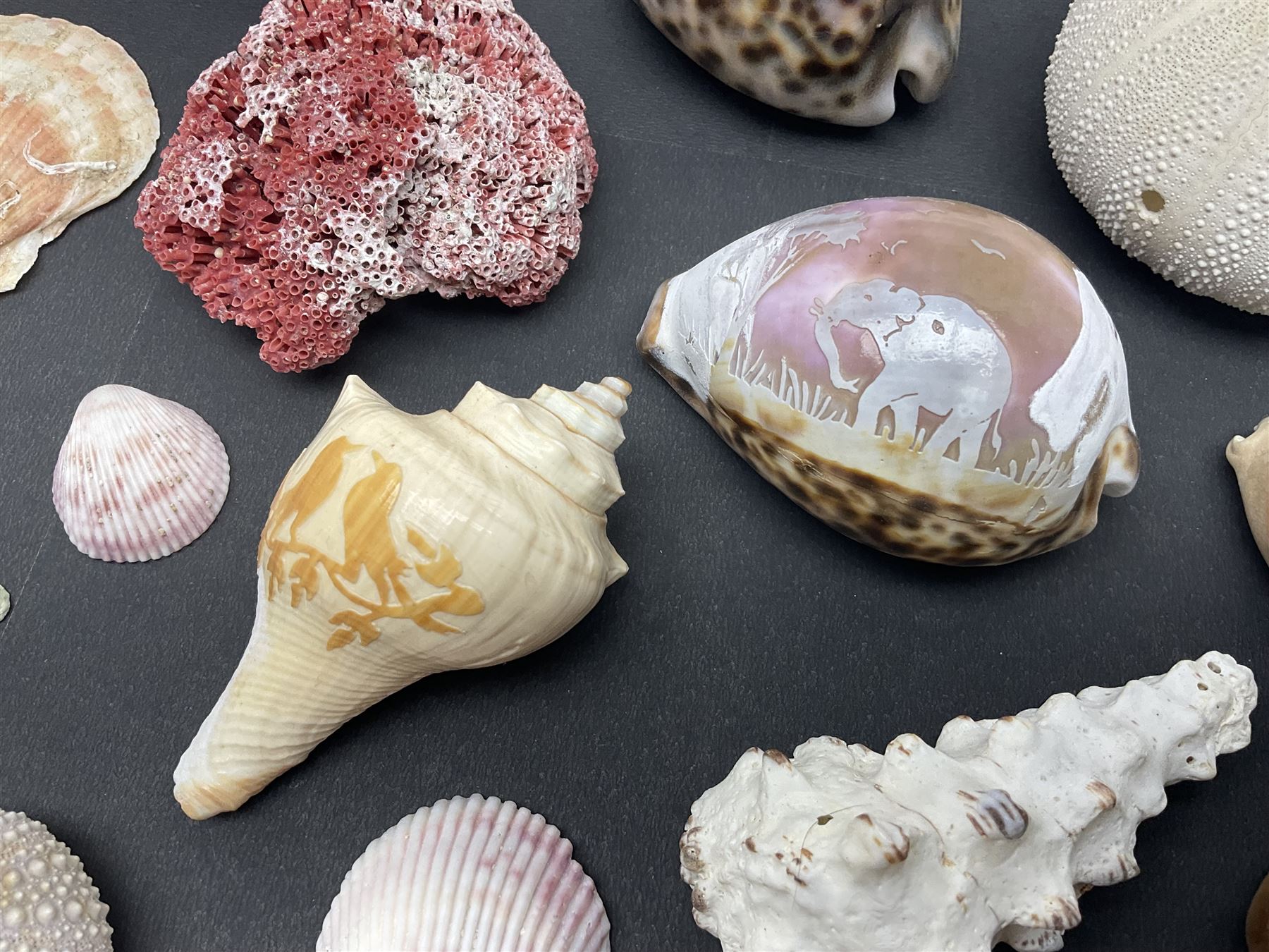 Conchology: collection of dried coral specimens together with a large collection of shells including cowrie shell, etc 