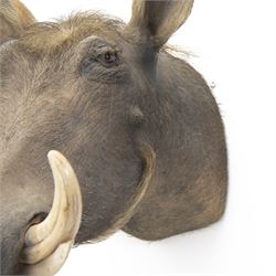 Taxidermy: A Common Warthog (Phacochoerus africanus), large adult head mount looking straight ahead
