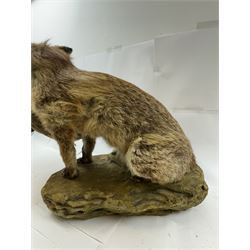 Taxidermy: Red Fox (Vulpes vulpes) with cock pheasant (Phasianus colchicus), open display upon a rocky base, H51cm