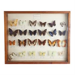 Entomology: single glazed display of twenty four charaxes butterfly specimens, including c...