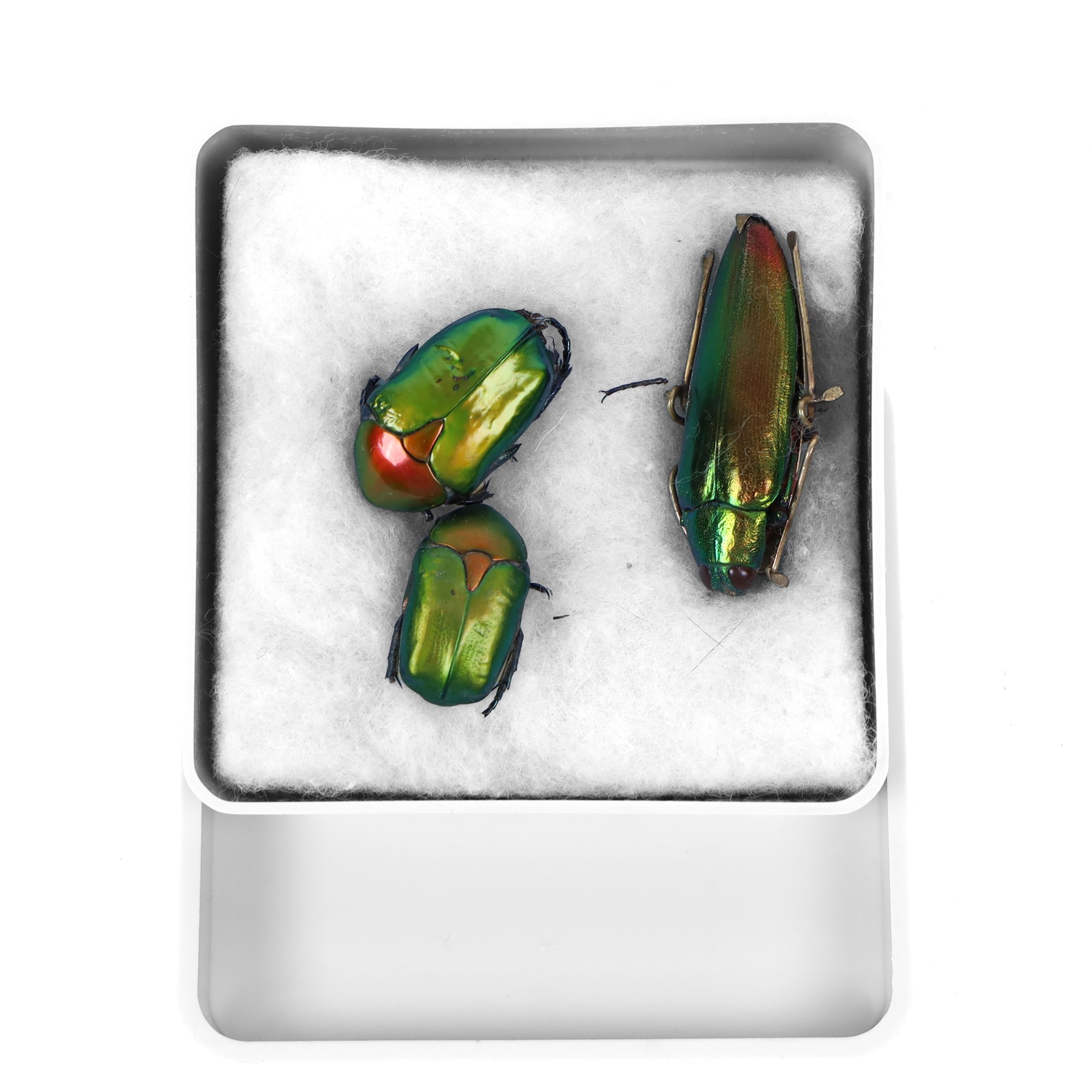 Jewel beetle (Buprestidae) brooch, with gilt metal mounts, together with two unmounted Copper Chafer beetles (Protaetia cuprea)