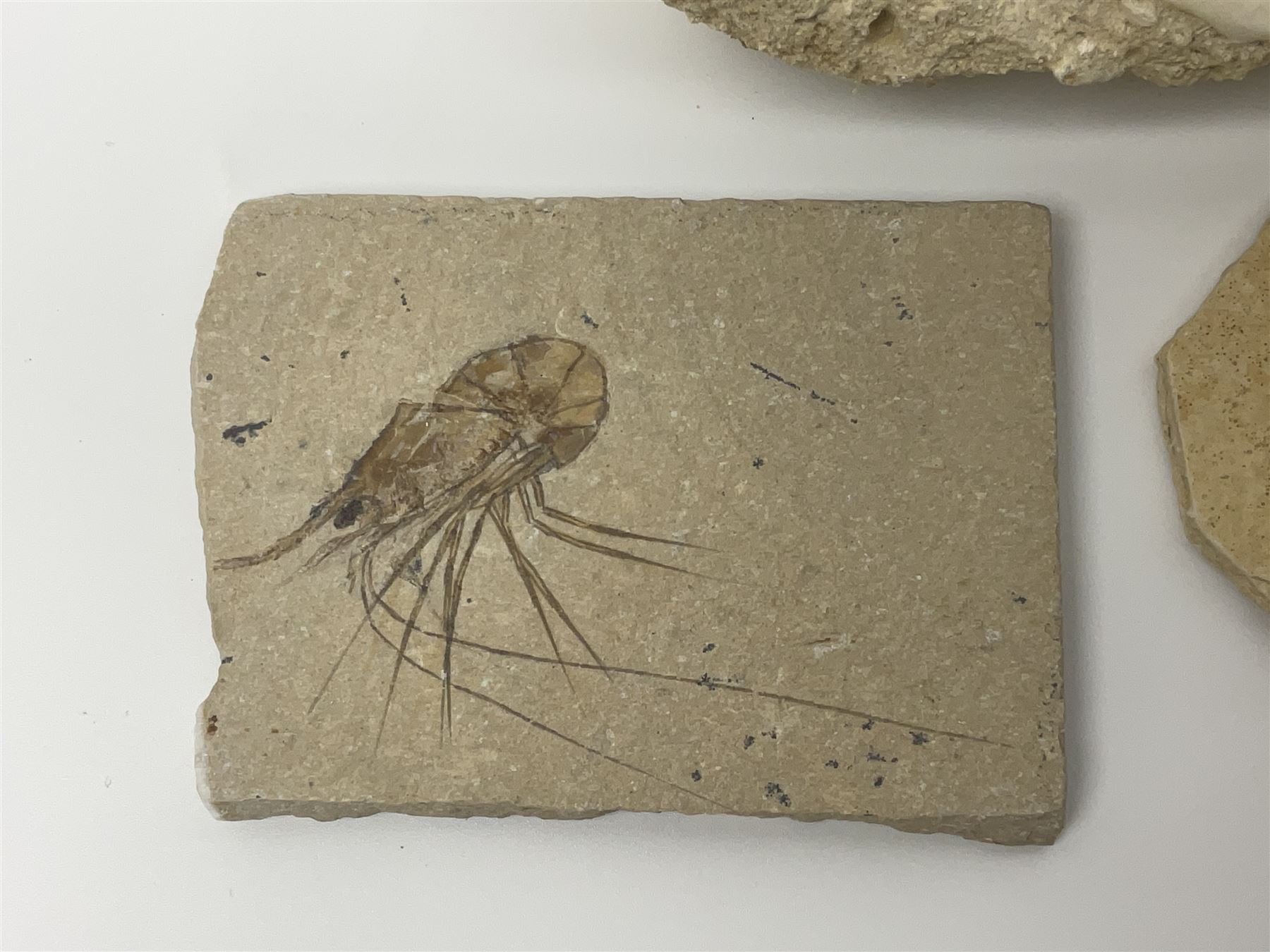 Two Scutella echinoids in a matrix, age; Oligocene period, location; Dinan France, together with a trilobite in matrix, and three other fossils  