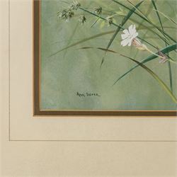 Ann Soper (British 20th century): Butterfly among Wildflowers, gouache signed 35.5cm x 28cm