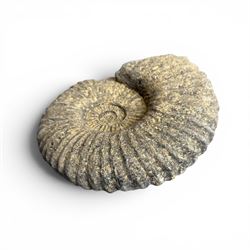 Set of three weathered cast stone wall plaques modelled in relief as ammonite fossils, of graduating size, each with wire hanging loop verso, max W45cm 