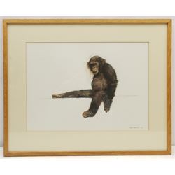 Mark Irving (Northern British Contemporary): Chimpanzee, watercolour signed and dated '97, 28cm x 38cm