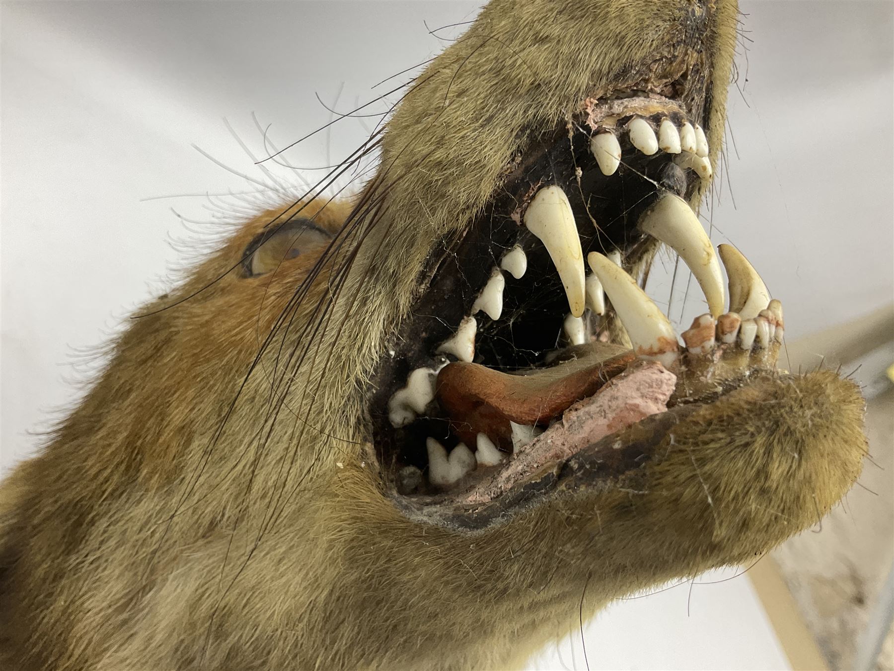 Taxidermy; Red fox mask (Vulpes vulpes), with mouth agape bearing teeth and ears back, mounted upon oak shield
